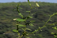 Crotalaria alata